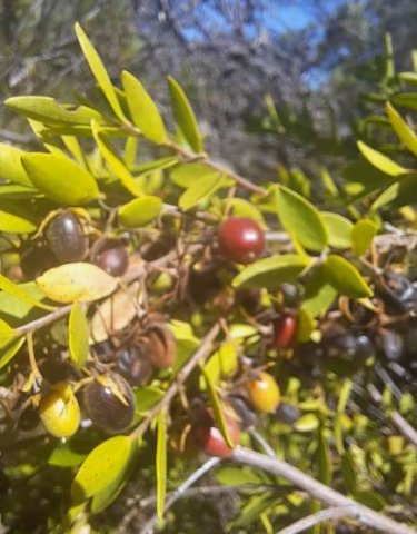 Diospyros glabra coloured fruits